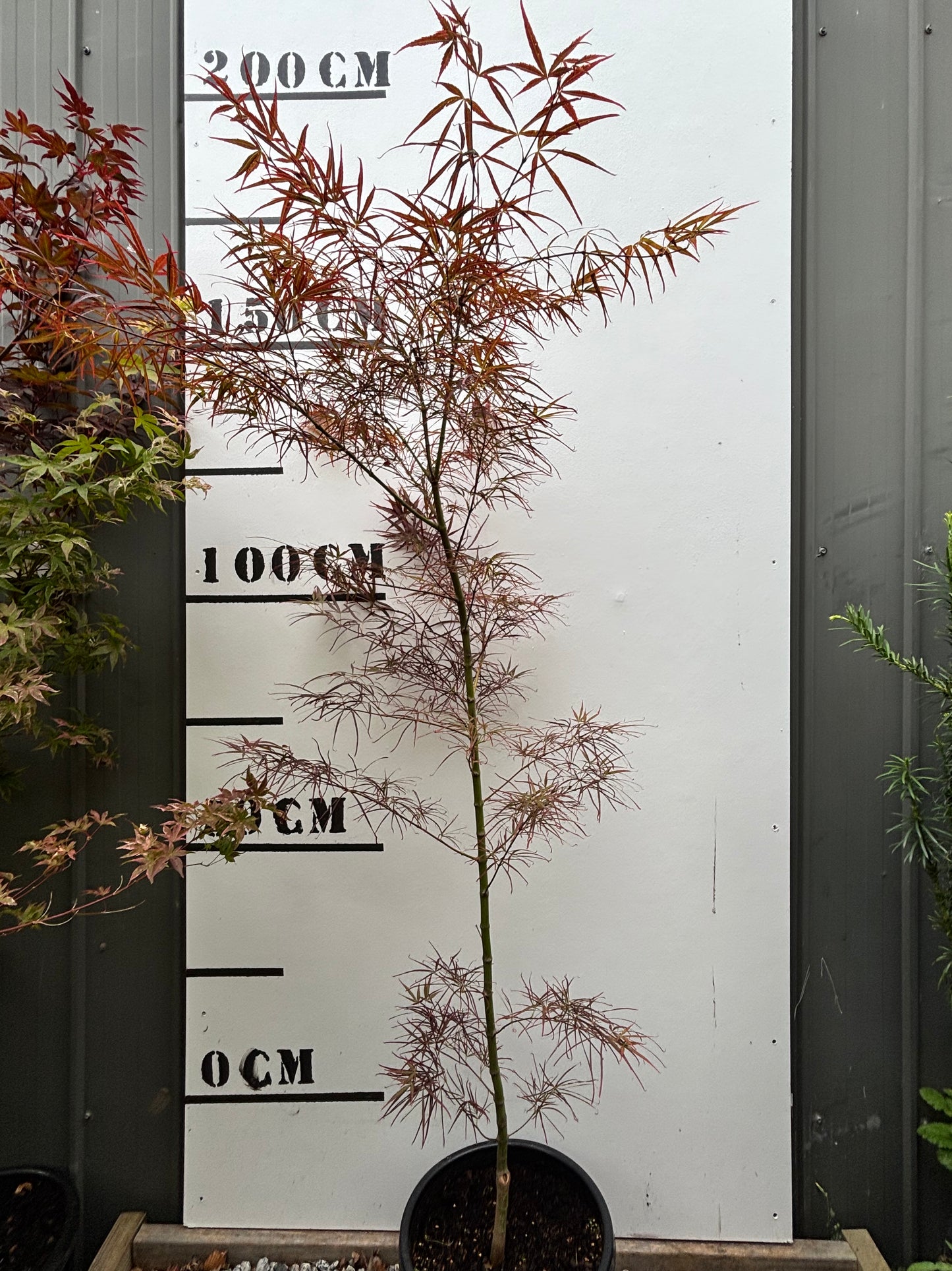 Acer Palmatum Red Pygmy - Japanese Maple Red Pygmy