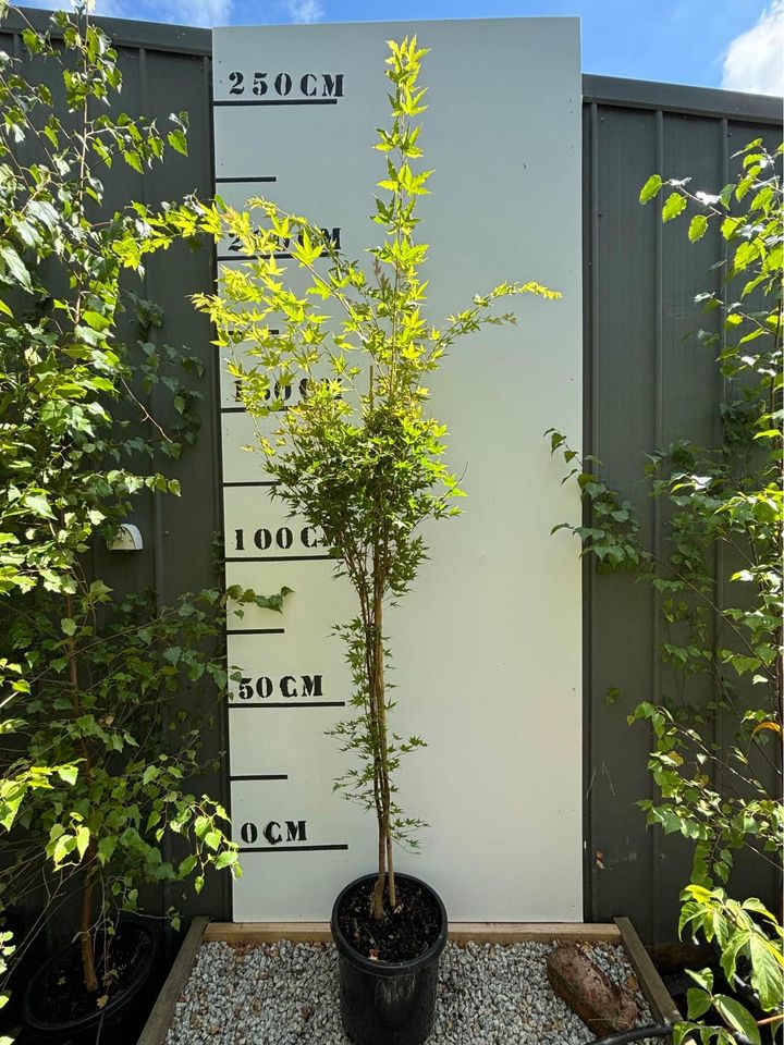 Sango Tree Acer Palmatum Sango Kaku - Japanese Maple Sango Kaku – FEATURE TREES ...