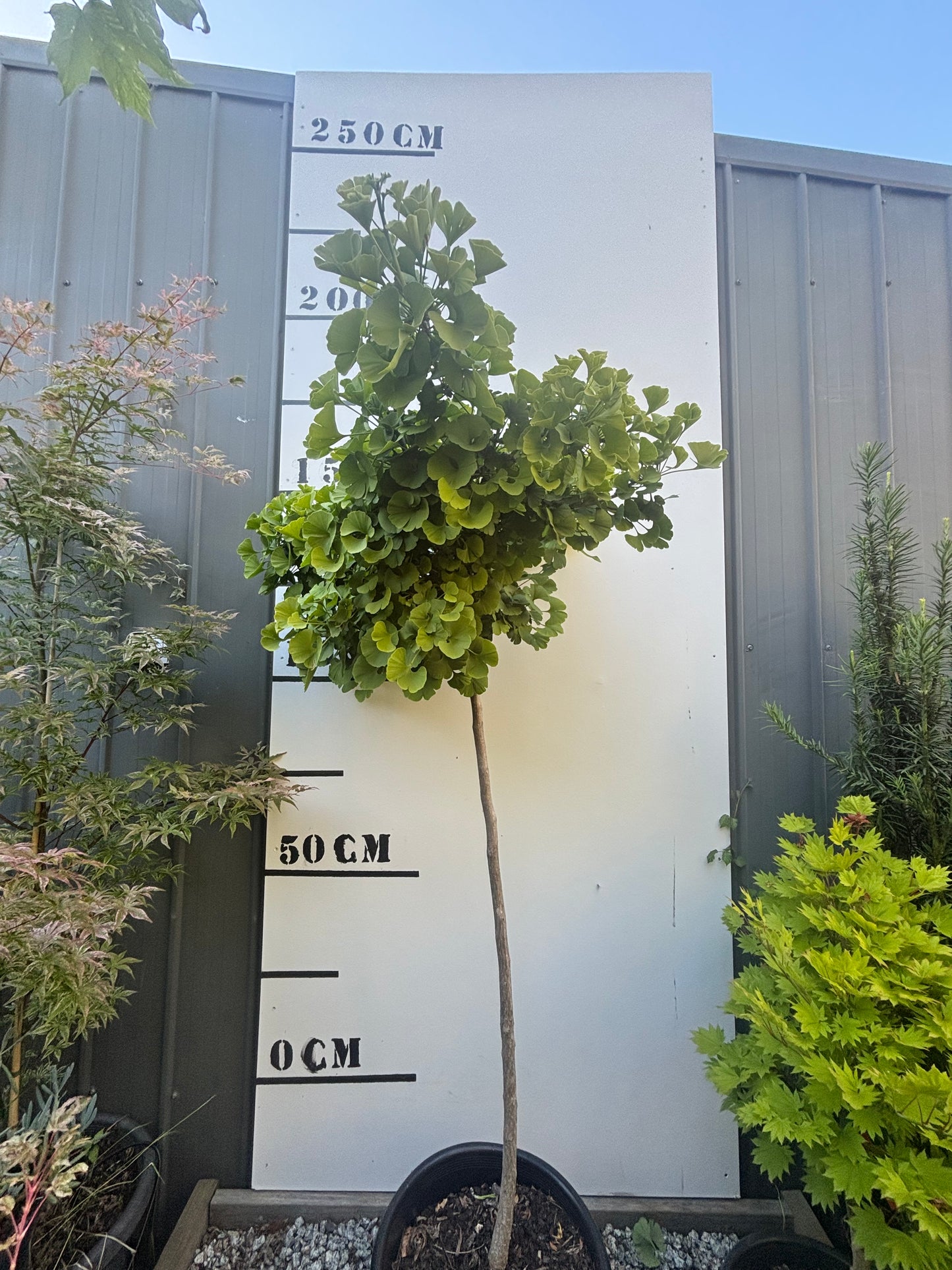 Ginkgo Biloba 'Mariken' - Dwarf Maidenhair Tree