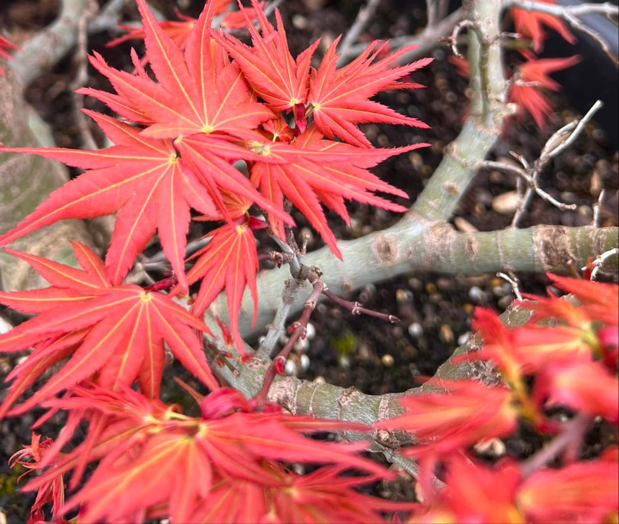 Acer Palmatum 'Red Mikawa' - Red Mikawa Japanese Maple