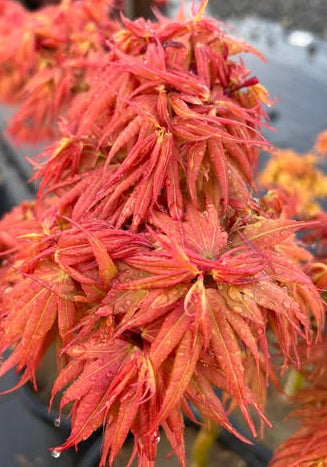 Acer Palmatum 'Red Mikawa' - Red Mikawa Japanese Maple