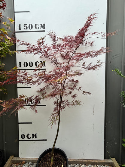Acer Palmatum Crimson Wave - Japanese Maple Crimson Wave