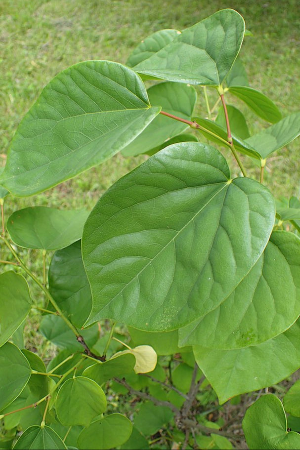 Cercis chinensis - Avondale Redbud