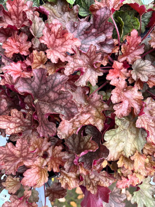 Heuchera Peach Flambe - Coral Bells