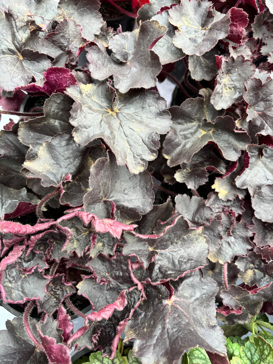 Heuchera Black Forest Cake - Coral Bells