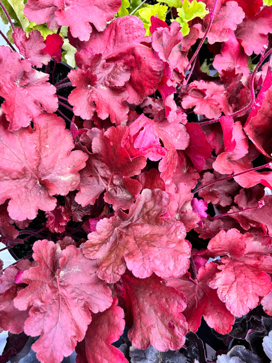 Heuchera Fire Alarm - Coral Bells