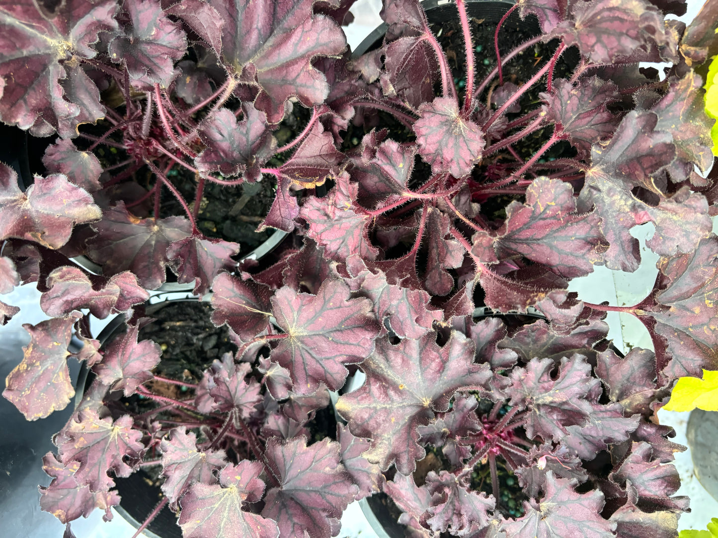 Heuchera Forever Purple - Coral Bells