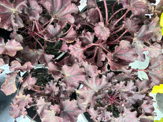 Heuchera Forever Purple - Coral Bells