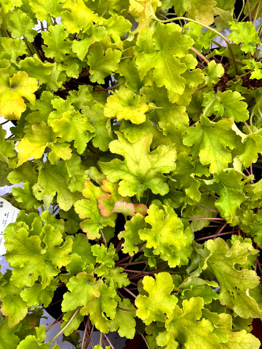 Heuchera Lime Marmalade - Coral Bells