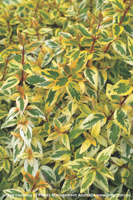 Variegated green and yellow leaves of a plant