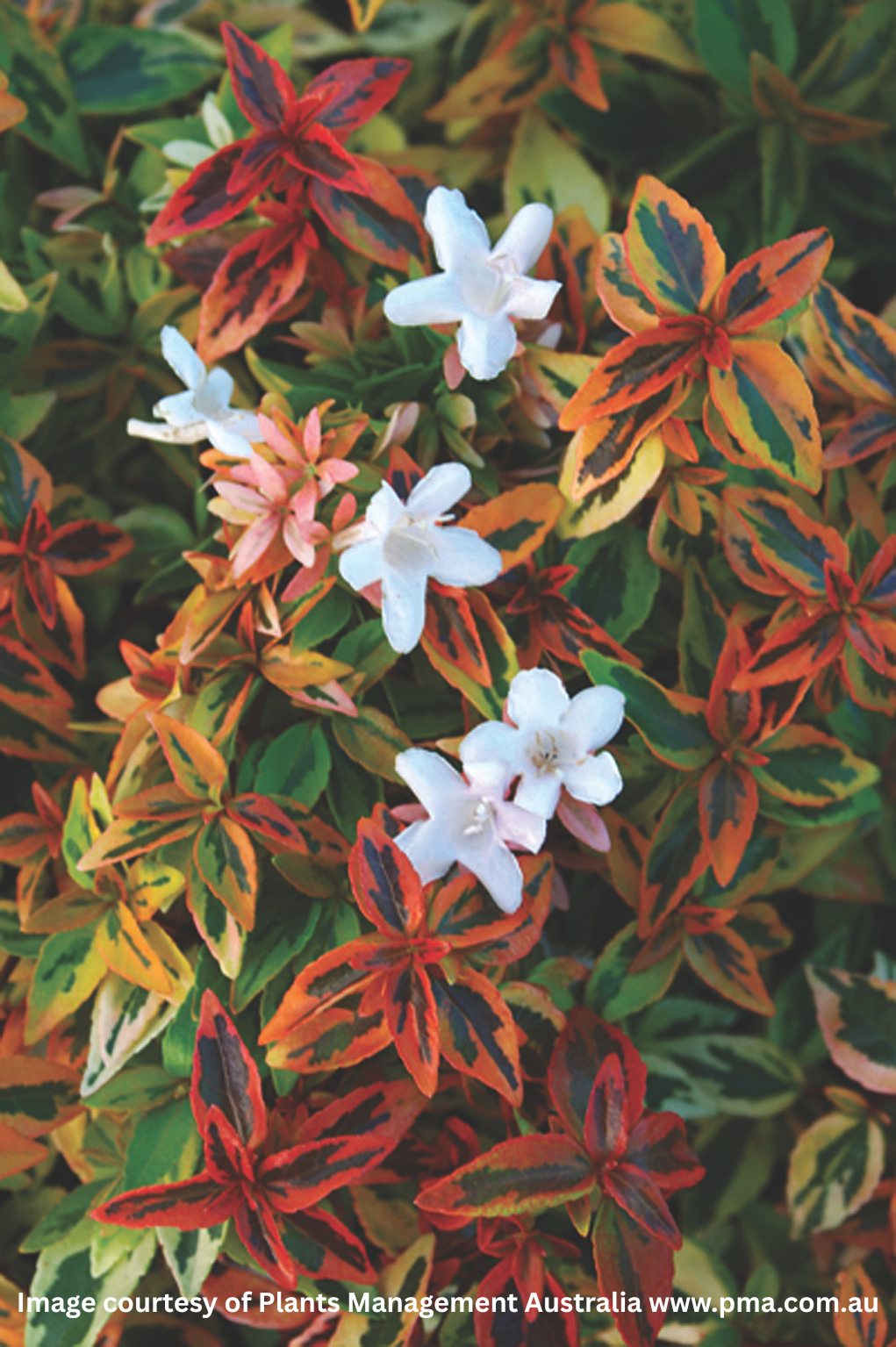 Colorful foliage with white flowers,