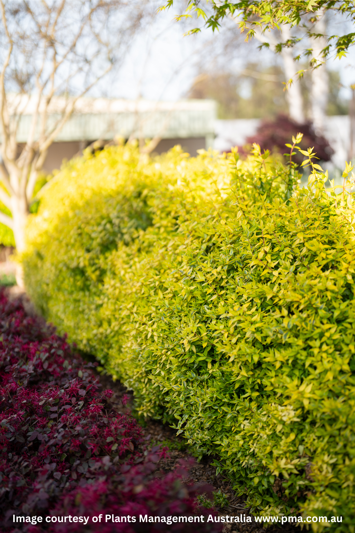 Row of trimmed bushes with a blurred background