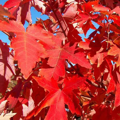 Acer Freemani Jeffers Red "Autumn Blaze"