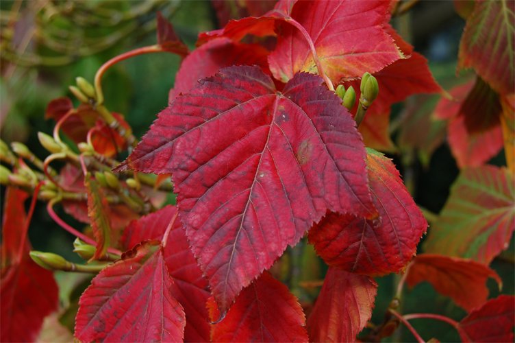 Acer Davidii – Snake Bark Maple – FEATURE TREES BALLARAT