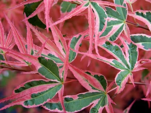Acer Palmatum 'Roseo Marginatum' - Pink Edged Japanese Maple