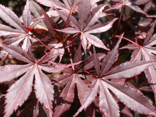 Acer Palmatum Beni Kagami - Japanese Maple Beni Kagami