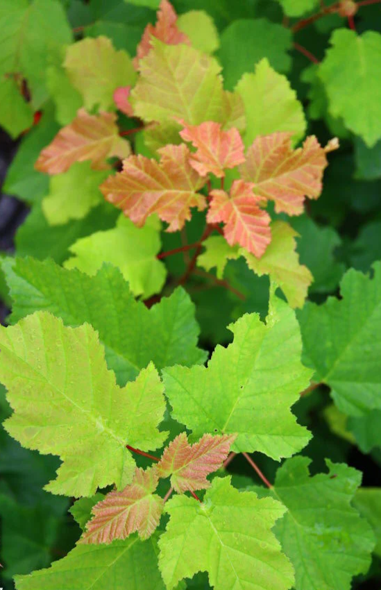 Close-up of green and pinkish leaves with a blurred background