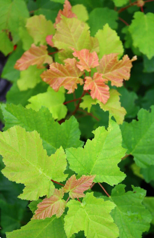Close-up of green and pinkish leaves with a blurred background