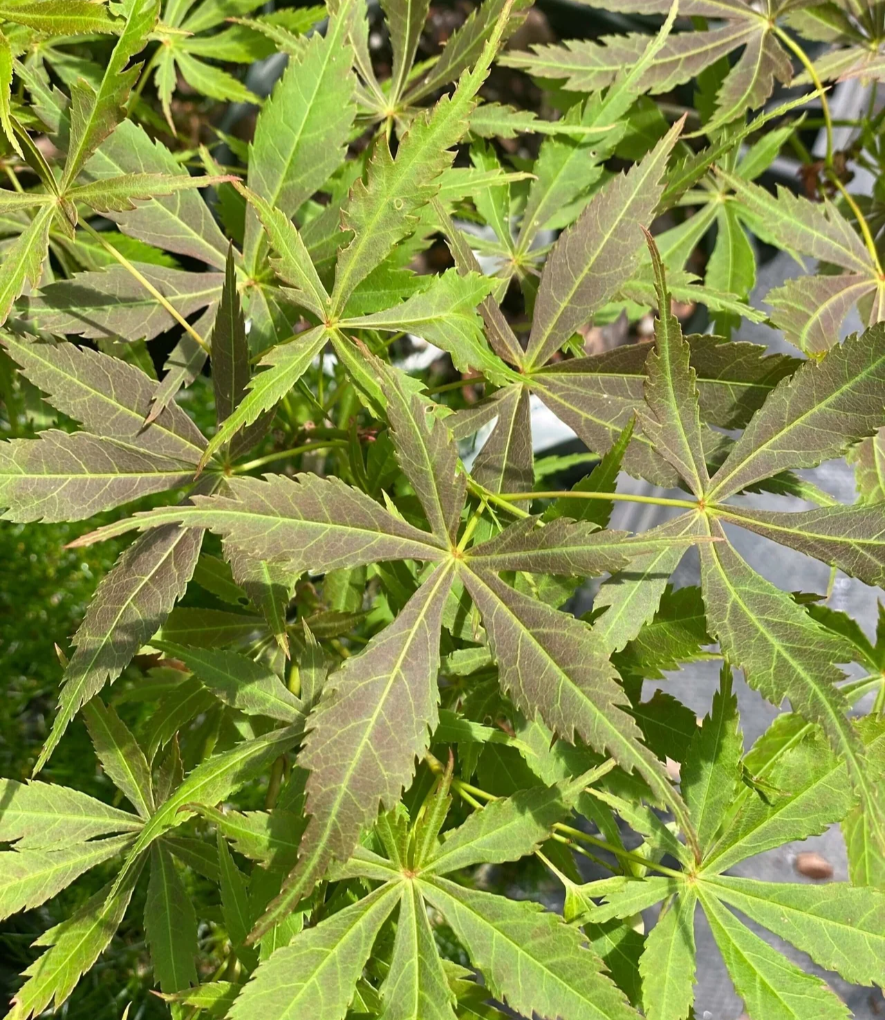 Acer Palmatum 'Matsukaze - Matsukaze Japanese Maple