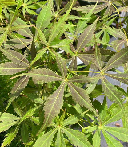 Acer Palmatum 'Matsukaze - Matsukaze Japanese Maple