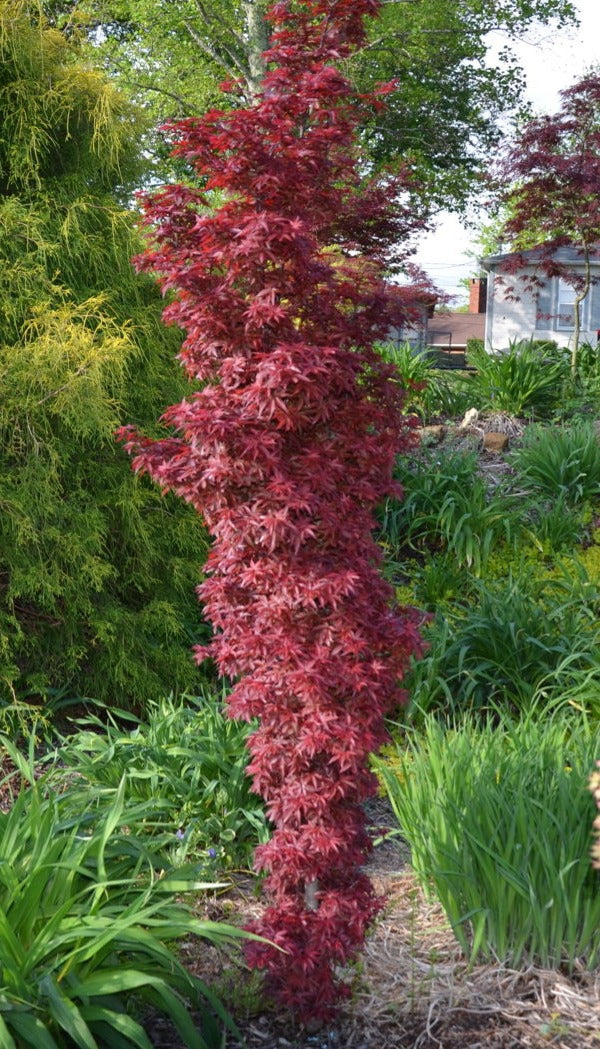 Tall red shrub in a garden setting with green plants and trees.