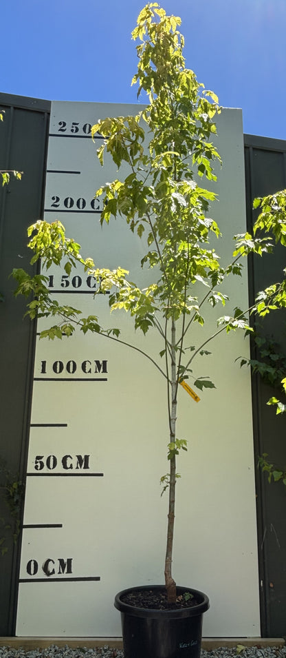 Acer Negundo Kellys Gold - Kellys Gold Boxelder
