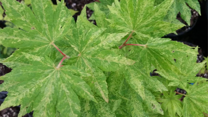 Acer Palmatum Kumoi - Variegated Full Moon Japanese Maple