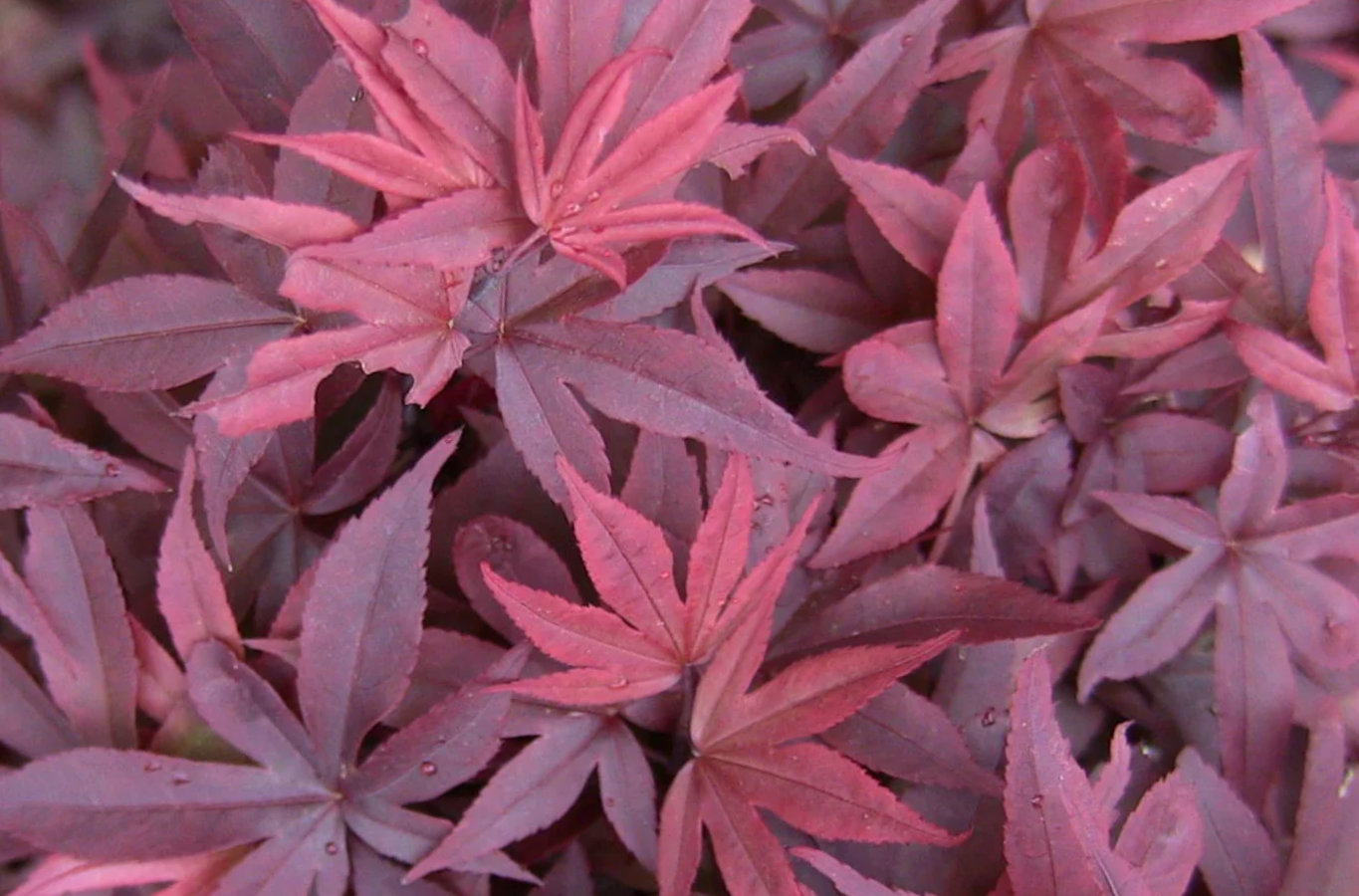 Close-up of red and purple leaves with water droplets