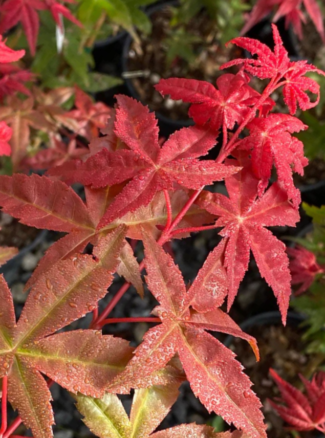 Red and green leaves of a Japanese maple plant