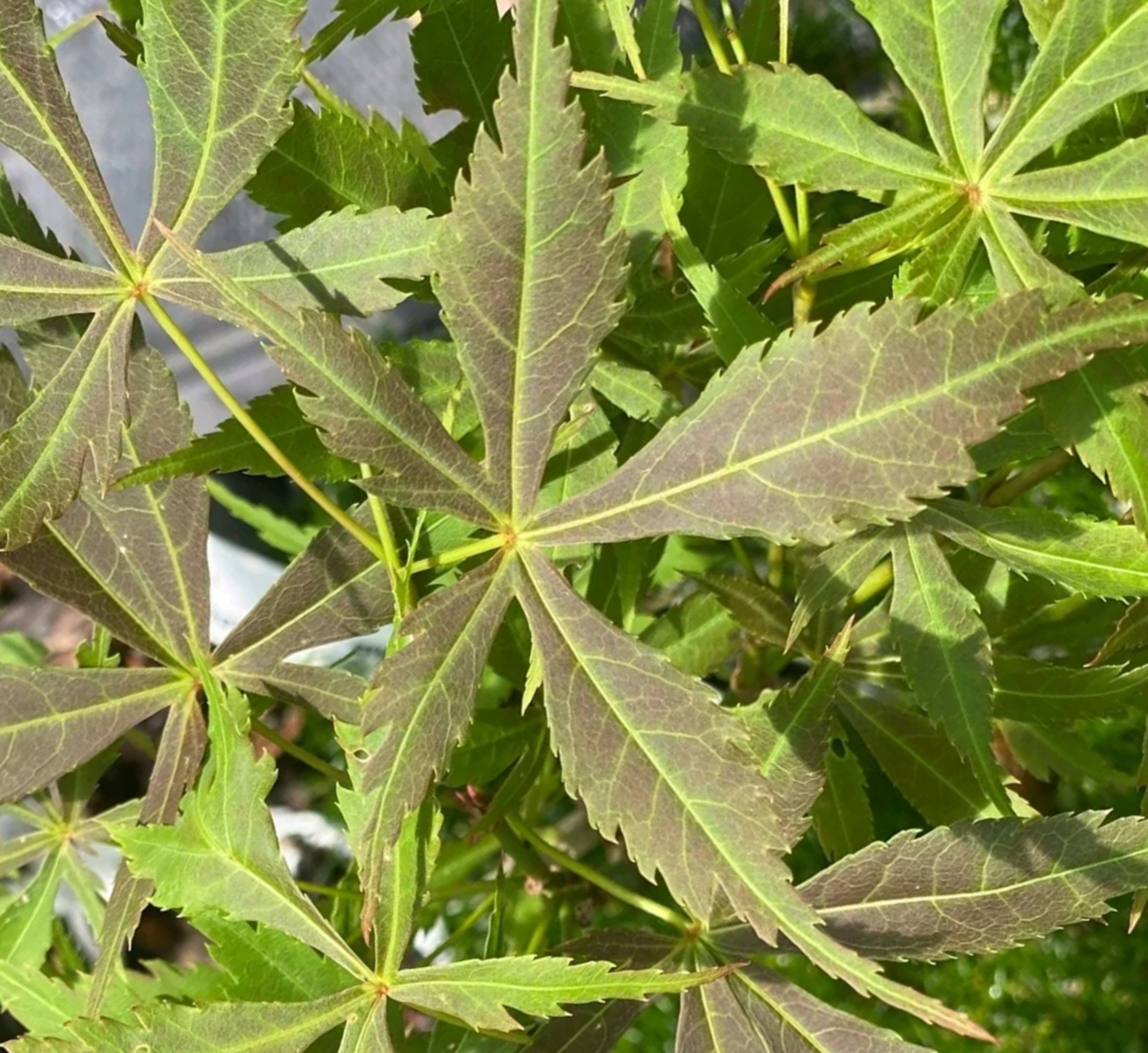 Acer Palmatum 'Matsukaze - Matsukaze Japanese Maple