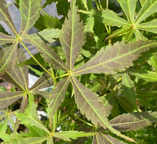 Acer Palmatum 'Matsukaze - Matsukaze Japanese Maple