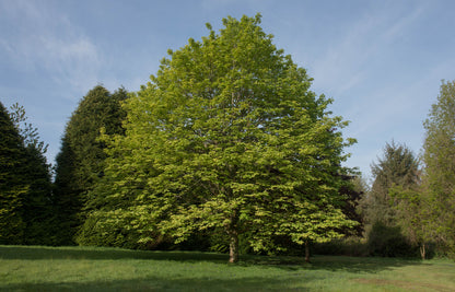Acer Pseudoplatanus - Sycamore Maple