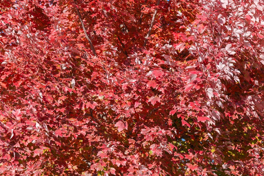 Acer Rubrum Frank JR - Frank JR Redpointe Maple