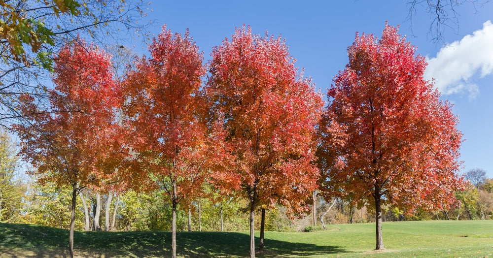 Acer Autumn Red - October Glory