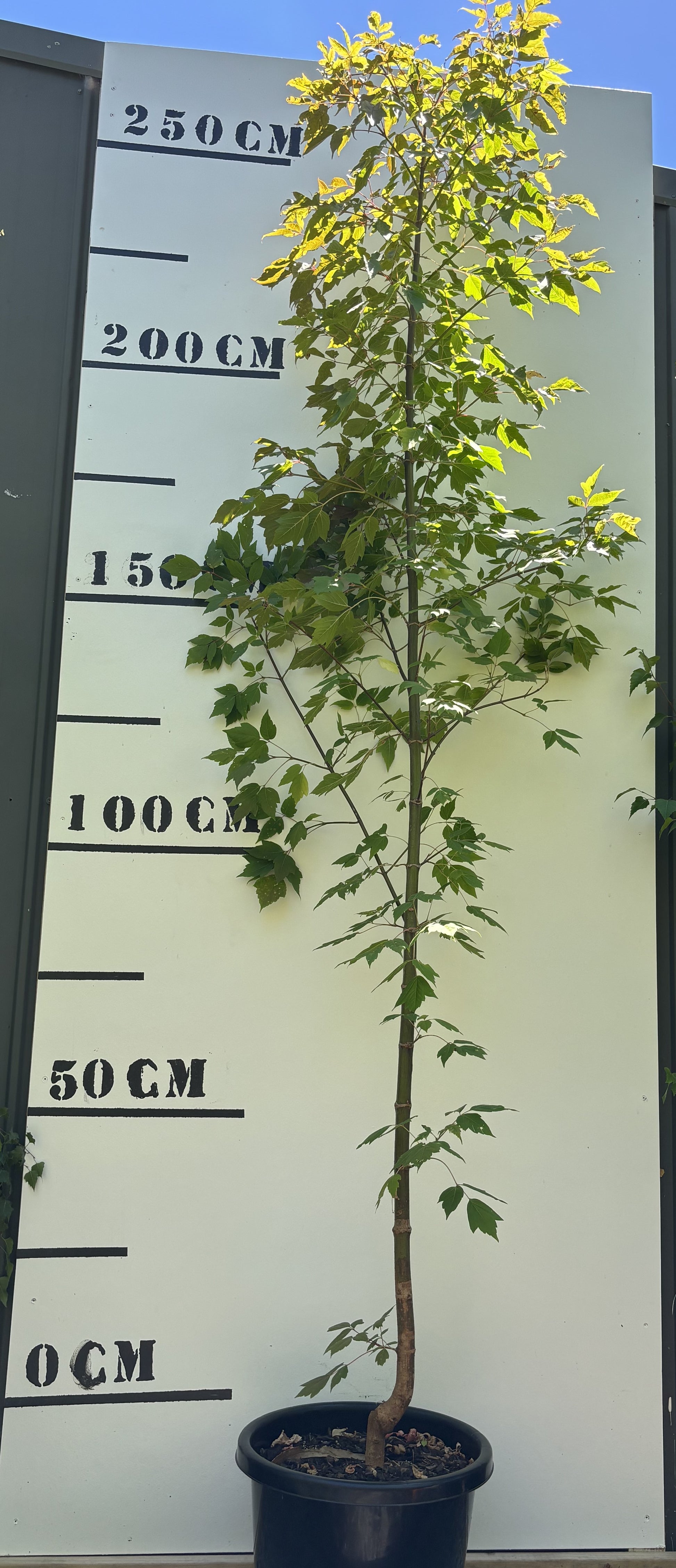 Tyrone'S Rat Maze: A Scientific Sensation - qq6oob3