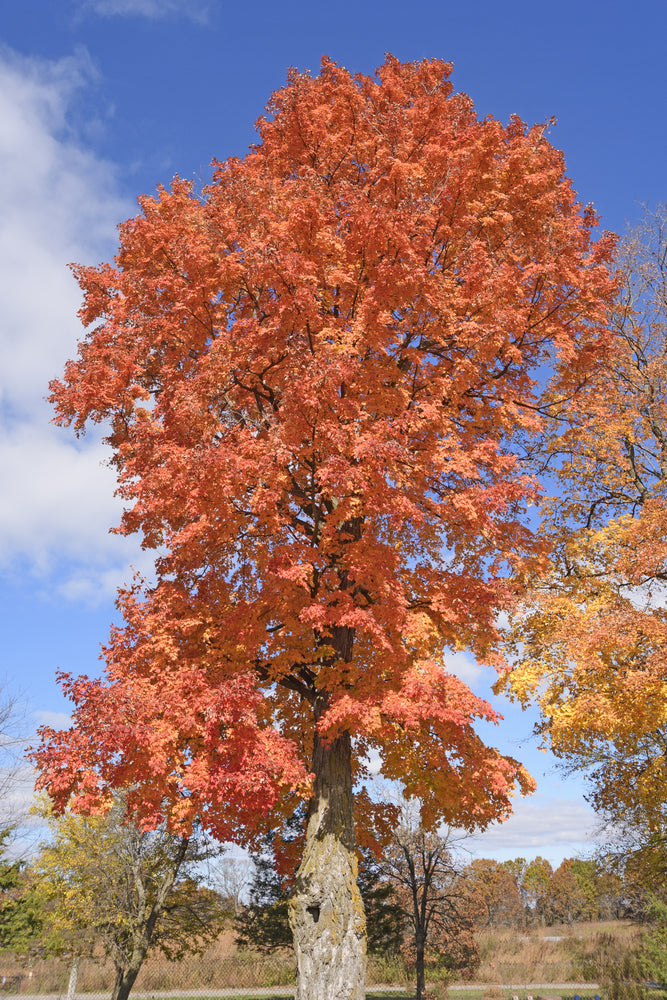 Autumn tree with vibrant red and orange leaves against a blue sky.