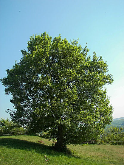 Acer Campestre - English Hedge Maple