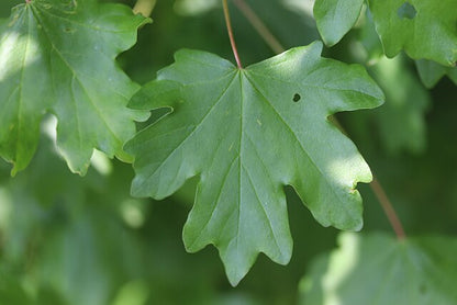 Acer Campestre - English Hedge Maple