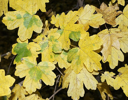 Acer Campestre - English Hedge Maple