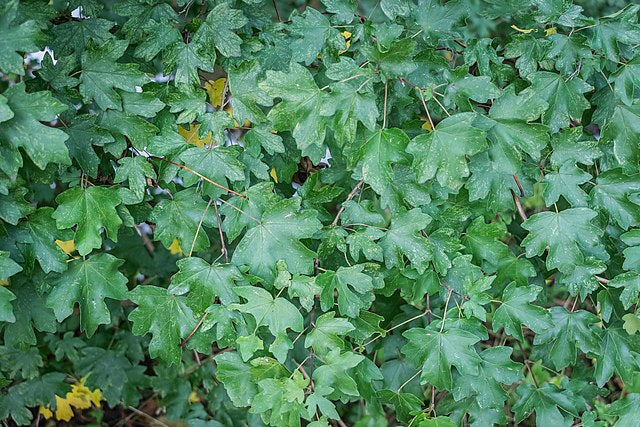Acer Campestre - English Hedge Maple
