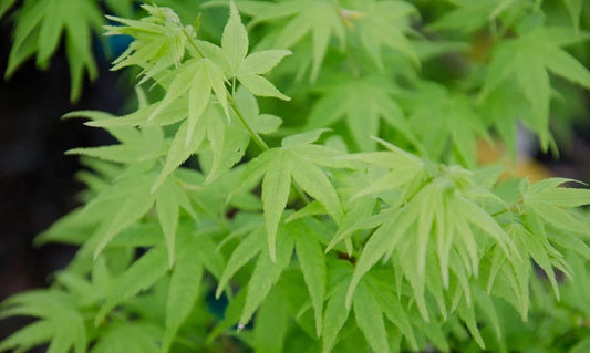 Acer Palmatum Aoyagi - Green Bark Japanese Maple