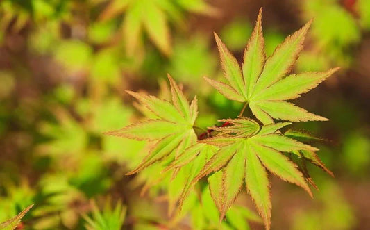 Acer Palmatum Arakawa - Rough Bark Japanese Maple