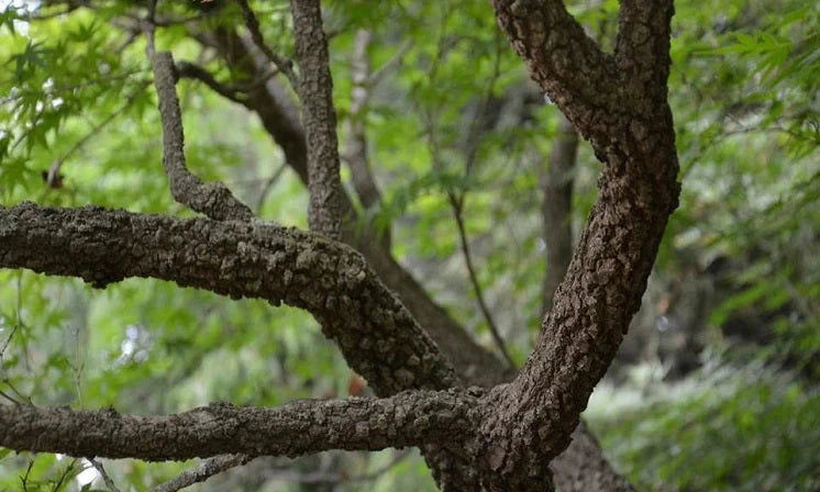 Acer Palmatum Arakawa - Rough Bark Japanese Maple
