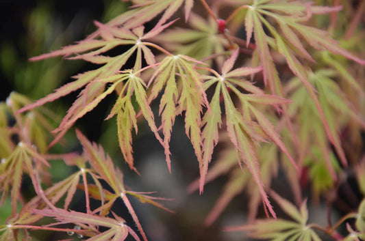 Acer Palmatum Dissectum Autumn Fire - Autumn Fire Japanese Maple
