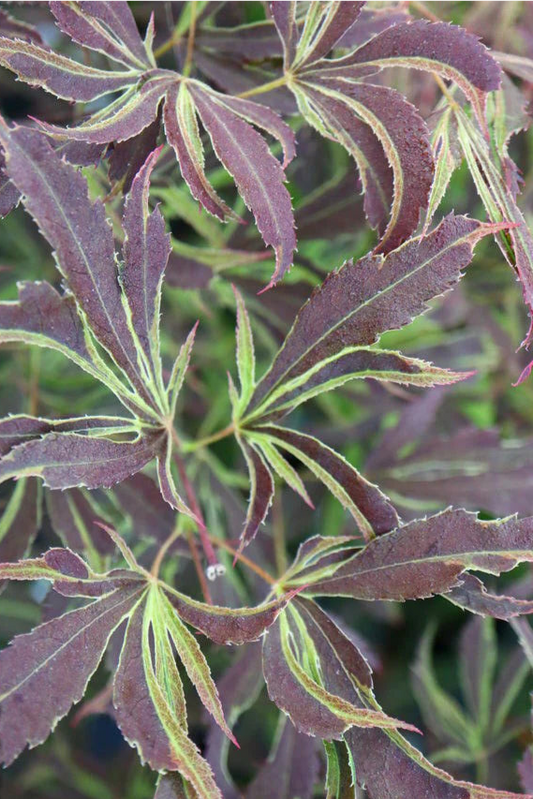Acer Palmatum Beni Shi En - Beni Shi En Japanese Maple