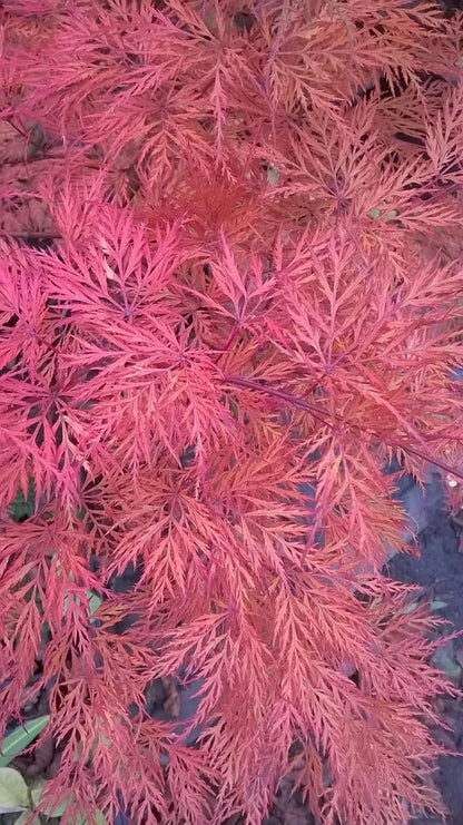 Acer Palmatum Emerald Lace - Weeping Japanese Maple Emerald Lace