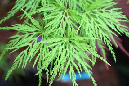 Acer Palmatum Emerald Lace - Weeping Japanese Maple Emerald Lace