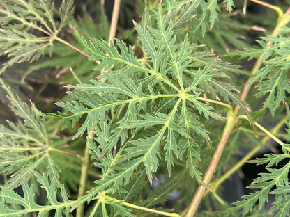 Acer Palmatum Filigree Rogue - Acer Palmatum Filigree Rogue