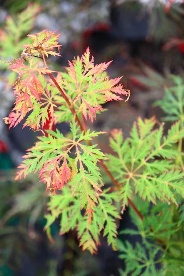 Acer Palmatum Filigree Rogue - Acer Palmatum Filigree Rogue