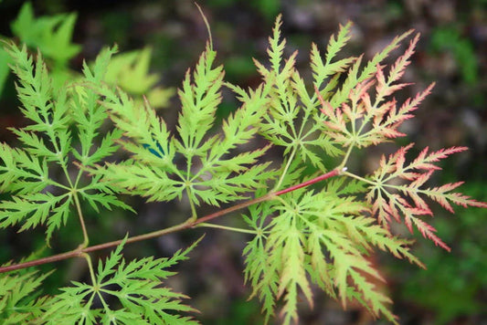 Acer Palmatum Filigree Rogue - Acer Palmatum Filigree Rogue